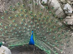 -栾川竹海野生动物园