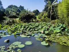 -墨尔本皇家植物园