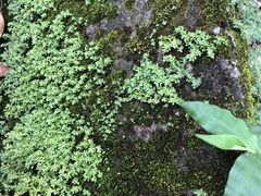 -紫海香堤香草艺术庄园