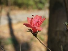 -杭州植物园