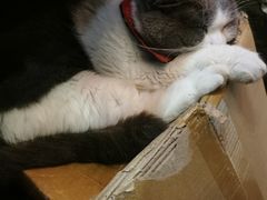 -猫色咖啡·猫咖