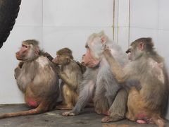 -西安秦岭野生动物园