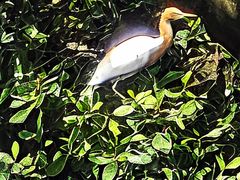 -福田红树林生态公园