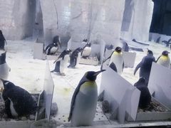 -大连圣亚海洋世界