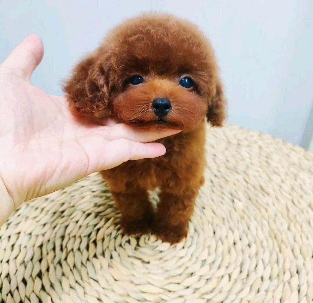 超级可爱的棕色泰迪宝宝