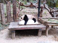 -广州长隆野生动物世界