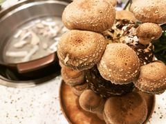 鲜活菌菇棒-椰子营·椰子鸡火锅(万象里店)