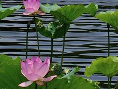 -荔湾湖公园