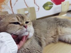 -柴迷FANS CLUB·柴犬狗咖·猫咖