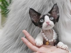 -山宅一喵德文卷毛猫舍