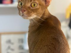 -琪喵猫屋·撸猫猫咖·猫舍