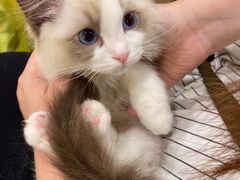 -袖虎·猫馆(体育西路店)