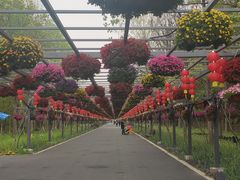 -东平国家森林公园