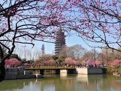 -红梅公园