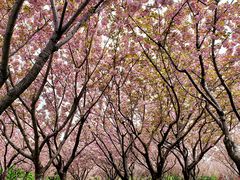 -白塘生态植物园