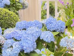 -Lamant Manor已闻花名关於蓝
