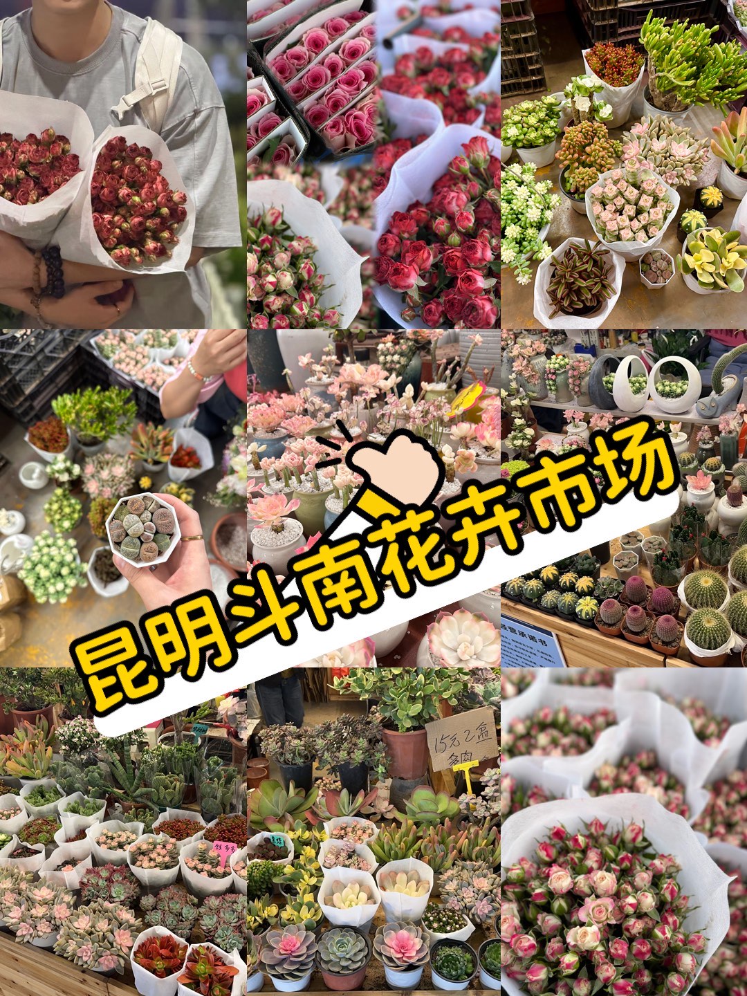 昆明斗南花卉市场位置图片