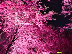 -洛龙公园