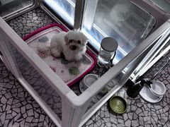 -momokira米努特·德文卷毛猫·棉花面纱犬