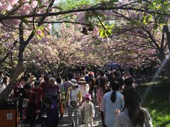 -西安青龙寺遗址景区