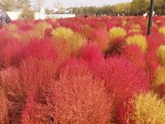 -天津东丽湖风景区