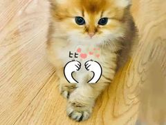 -东方名猫馆·英短金渐层布偶猫舍(环线广场1号楼店)