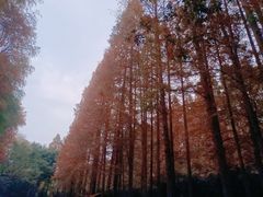 -宋宴(虎跑店)