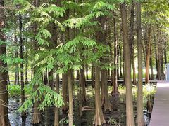 -溱湖国家湿地公园