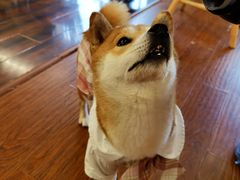 -豆柴町-柴犬主题狗咖(红鼎国际C座店)