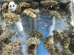 -海滨假日渔家海鲜