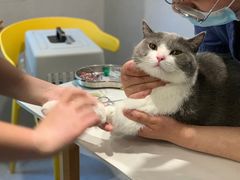 -伟伟宠物医院·CT影像中心·瑞派犬猫综合性门诊(汉口总院)