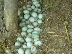 白洋淀绿淀水禽蛋养殖基地-野鸭蛋-白洋淀绿淀尚品土特产