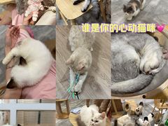 -楼上猫咖(罗湖店)