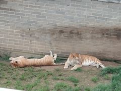 -西霞口神雕山野生动物世界