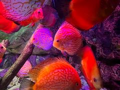 -上海海洋水族馆