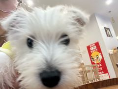 -柴犬小屋·柴餐厅·狗咖食堂(金鼎广场店)