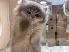 -屋虎猫馆(宝安大仟里店)