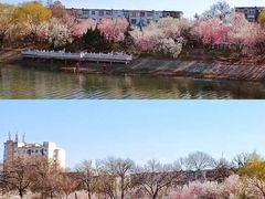 -桃花堤公园