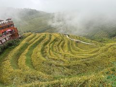 -紫鹊界梯田景区