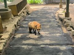 -宫城藏王狐狸村