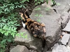 -秋霞圃