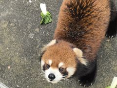-合肥野生动物园