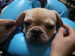 -爱诺耐芙动物医院(万博店)