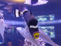 -西雅图水族馆