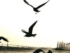 -深圳湾公园(南山区)