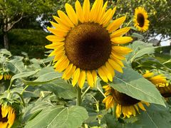 -玄武湖景区-情侣园游乐场