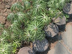 -黑龙江省森林植物园