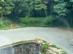 -大连森林动物园