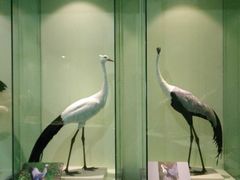 -盐城丹顶鹤湿地生态旅游区