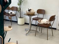 -共舞时光猫咖·狗咖(新街口店)